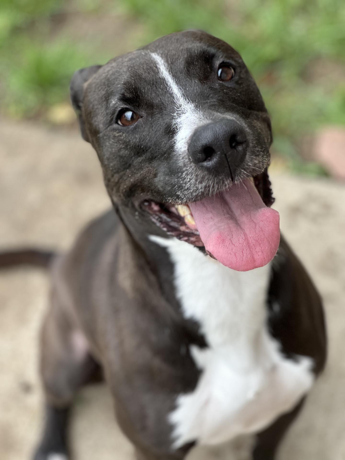 Kilee, Adoptable, Adult Female Terrier.