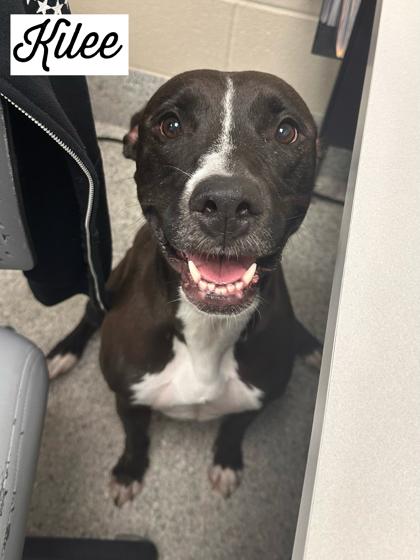 Enlarge Kilee, a Adoptable mixed breed in Valparaiso, IN image 1/2