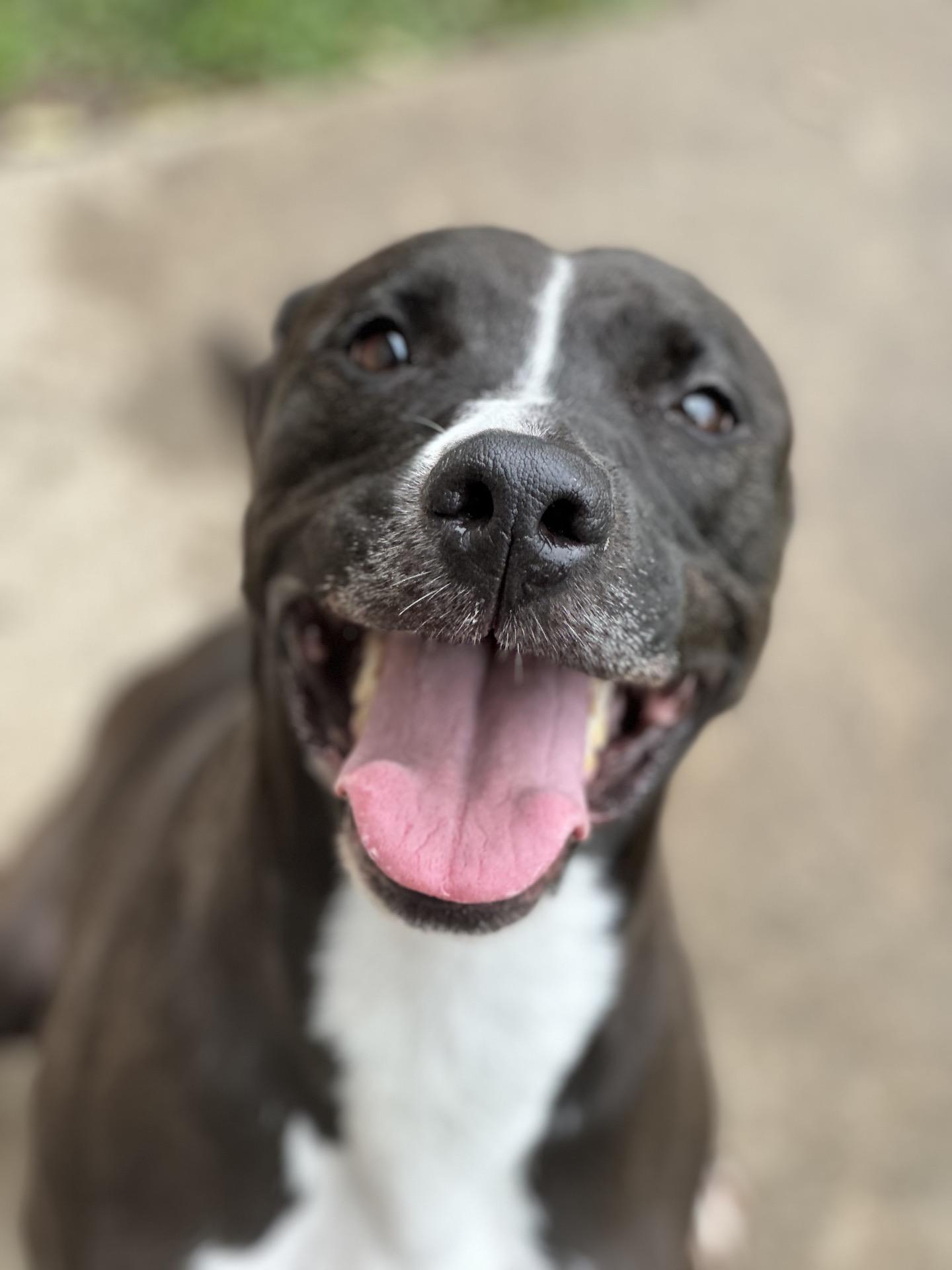 Kilee, a Adoptable mixed breed in Valparaiso, IN image 2/4