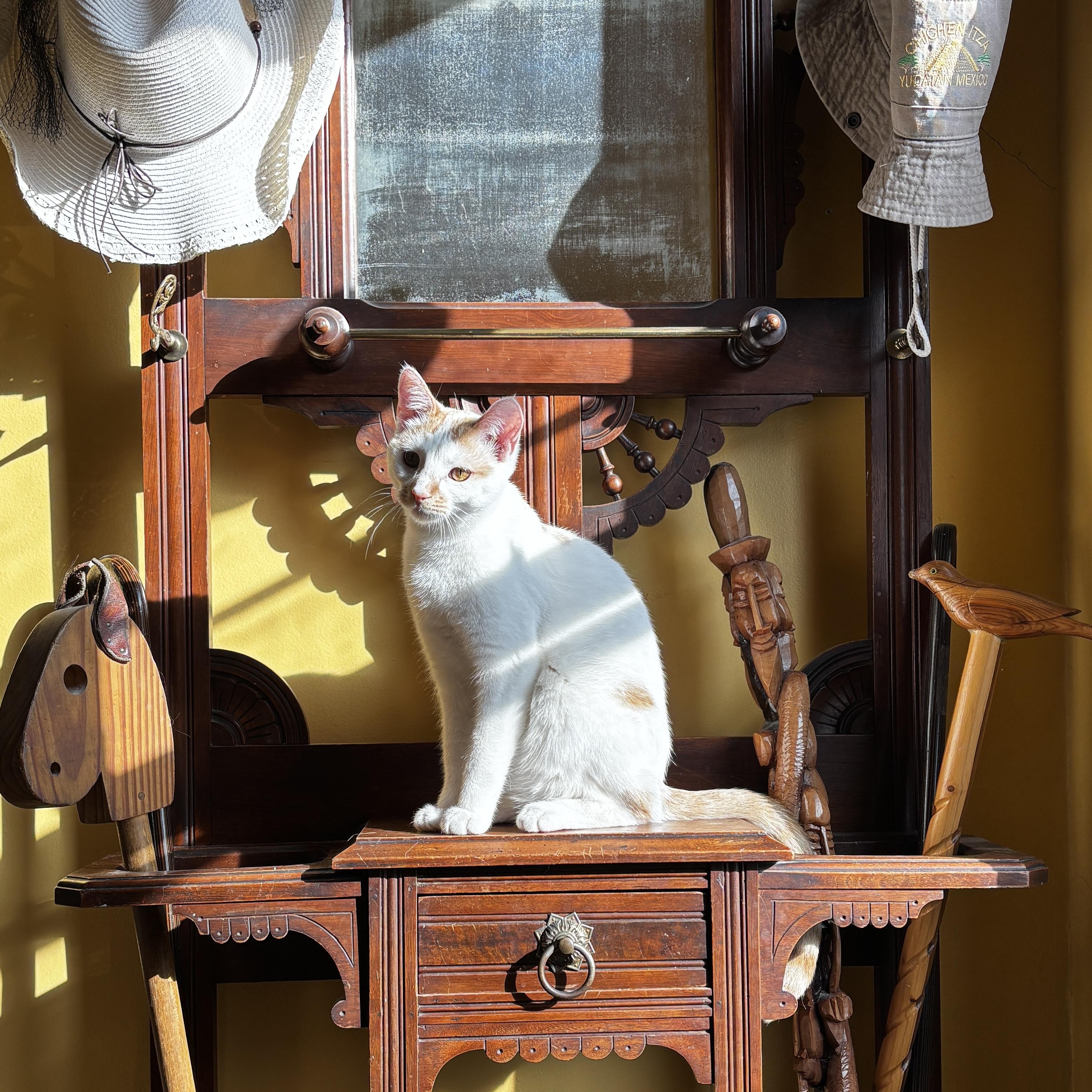 LIBBY, a Adoptable mixed breed in Shakespeare, ON image 1/6