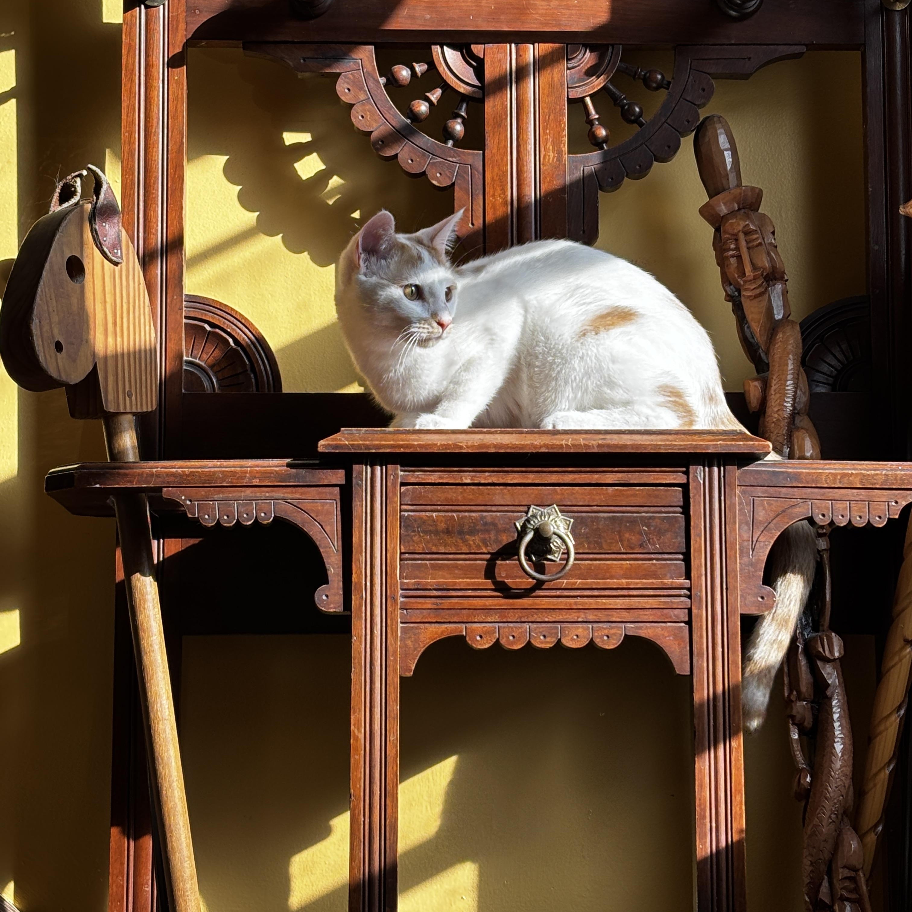 LIBBY, a Adoptable mixed breed in Shakespeare, ON image 2/6