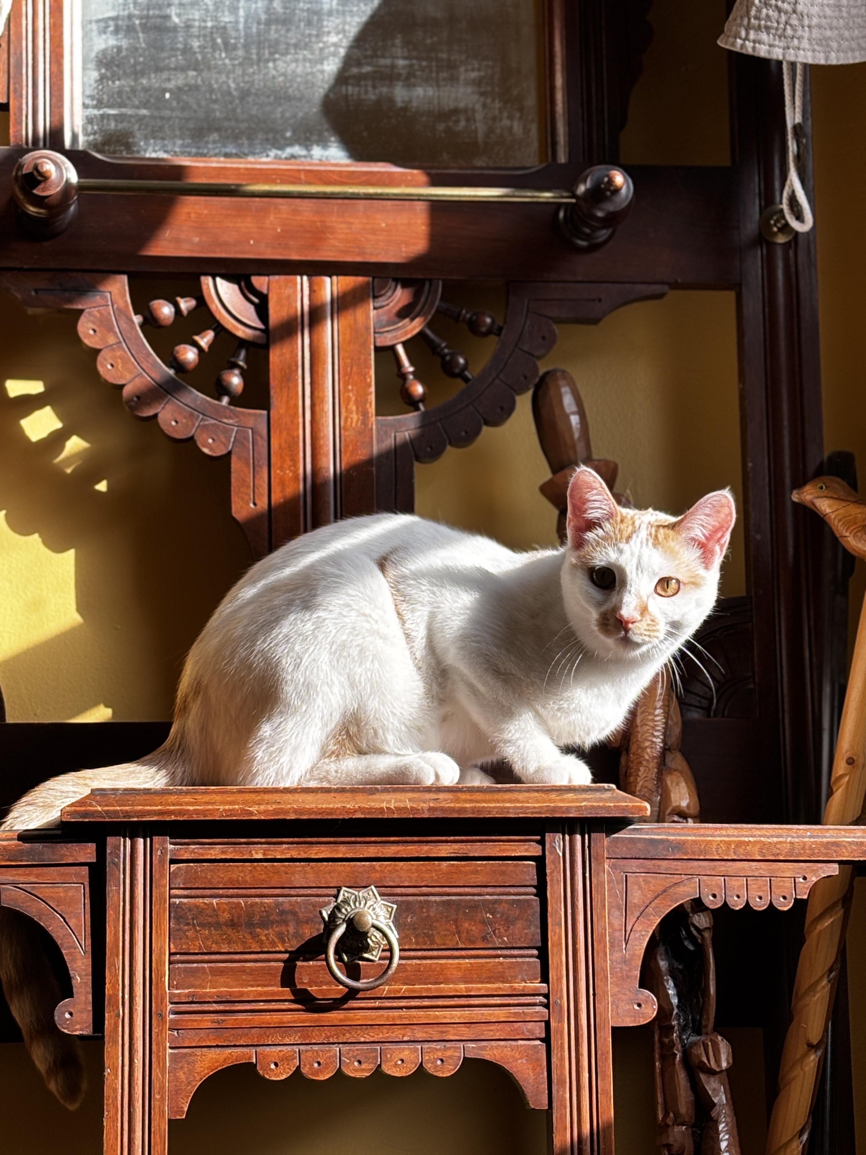 LIBBY, a Adoptable mixed breed in Shakespeare, ON image 3/6