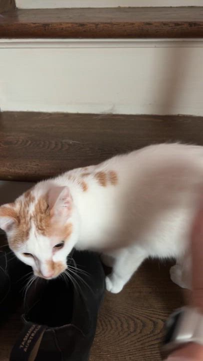 Enlarge LIBBY, a Adoptable mixed breed in Shakespeare, ON video 4/6