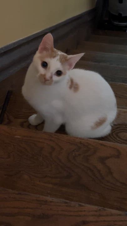 Enlarge LIBBY, a Adoptable mixed breed in Shakespeare, ON video 6/6