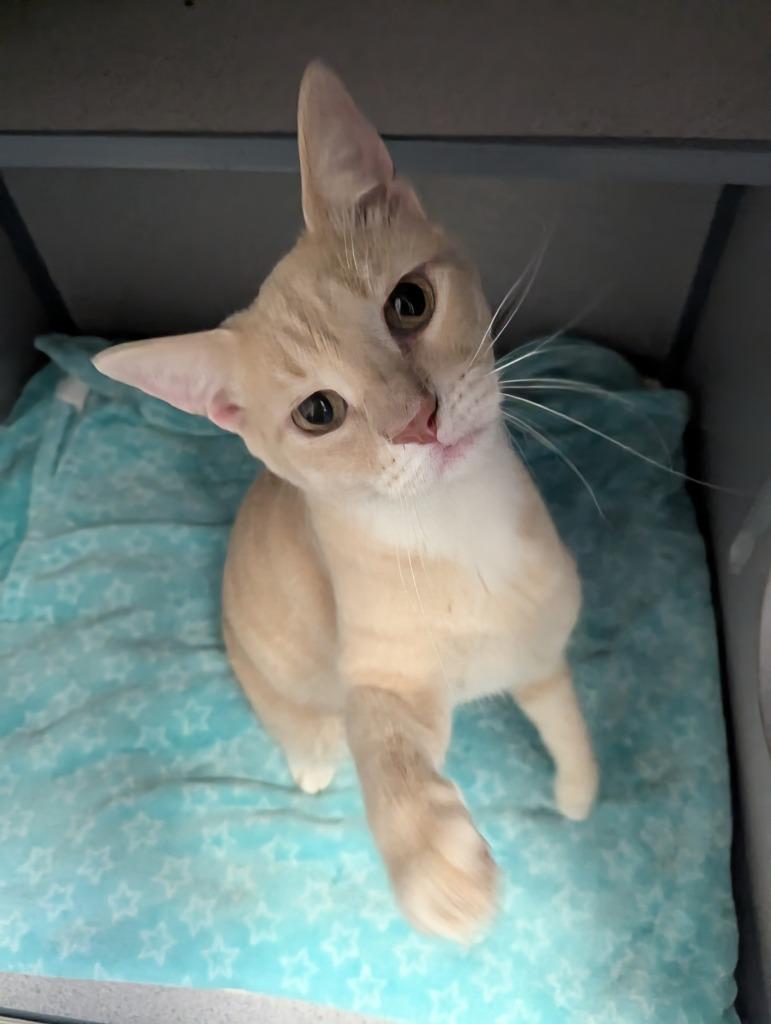 Thomas, Adopted, Young Male Domestic Short Hair.