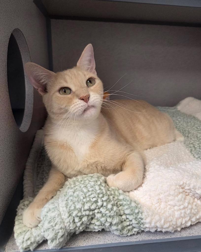 Thomas, a Adopted mixed breed in Liverpool, NY image 2/3