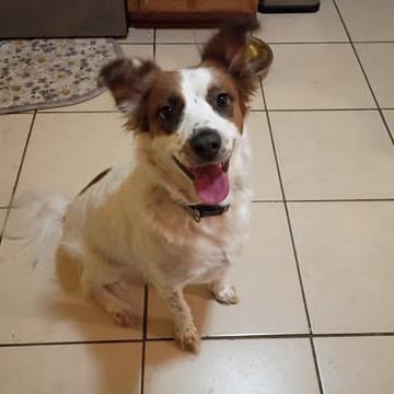 Penny, Adoptable, Adult Female Australian Shepherd.