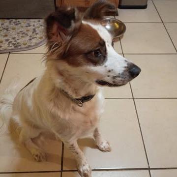 Enlarge Penny, a Adoptable Australian Shepherd in Dover, AR image 2/3