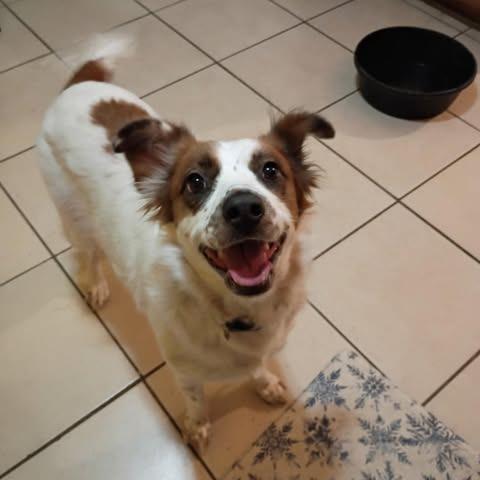 Enlarge Penny, a Adoptable Australian Shepherd in Dover, AR image 3/3
