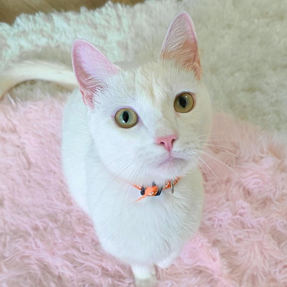 Maple, Adoptable, Young Female Domestic Short Hair.