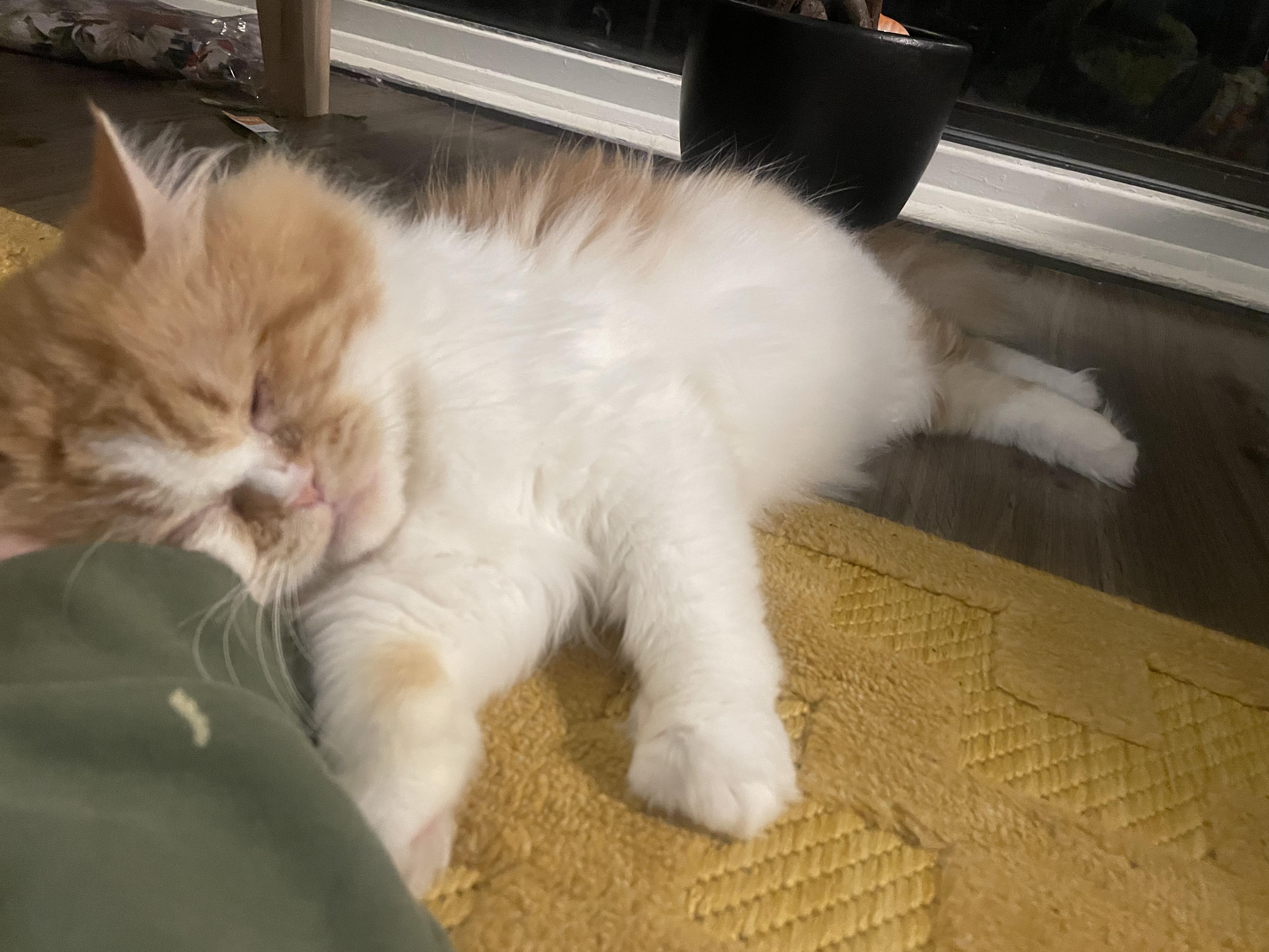 Enlarge Orange, an adoptable Persian in BURNABY, BC image 3/4