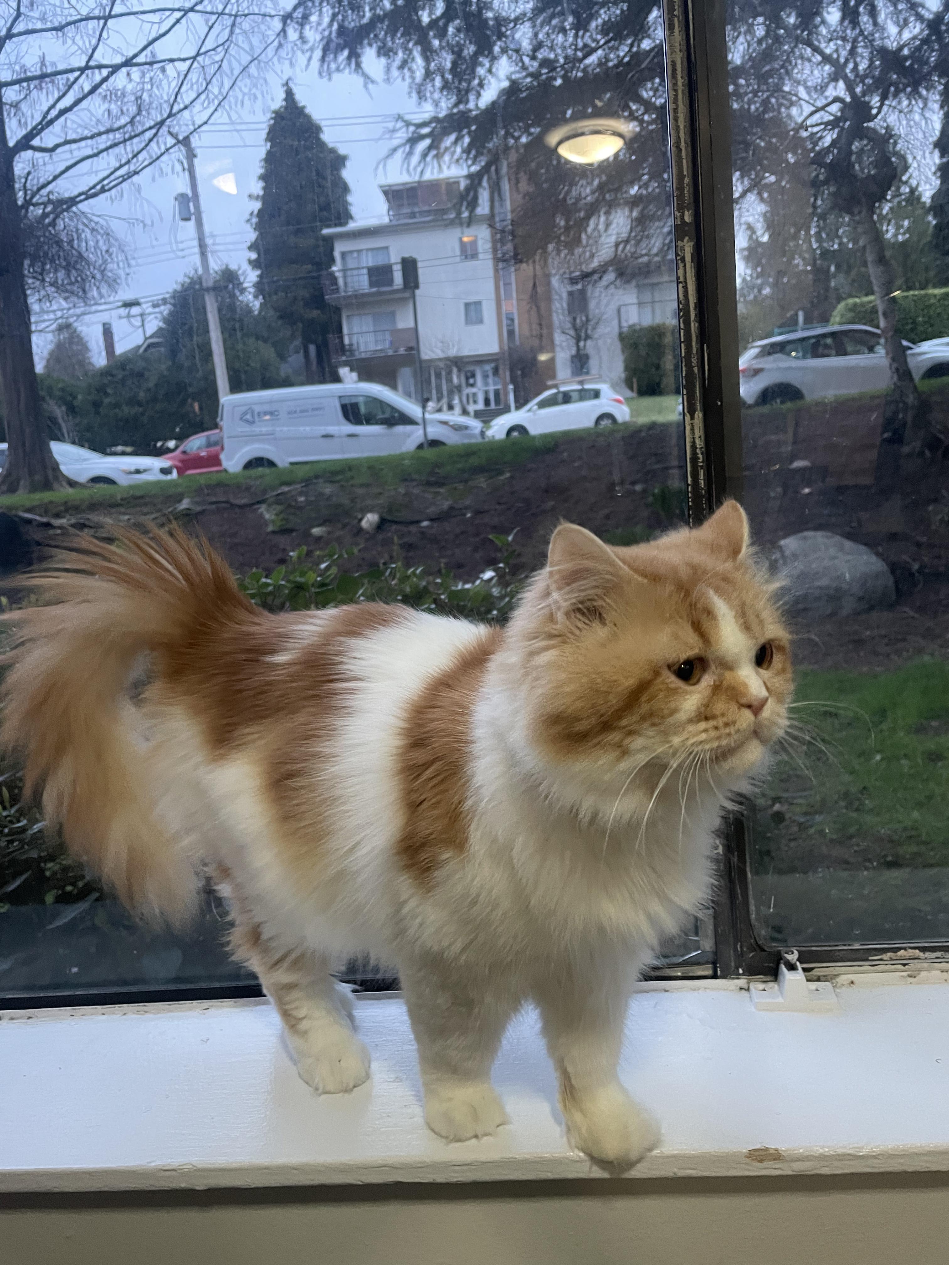 Enlarge Orange, an adoptable Persian in BURNABY, BC image 2/4
