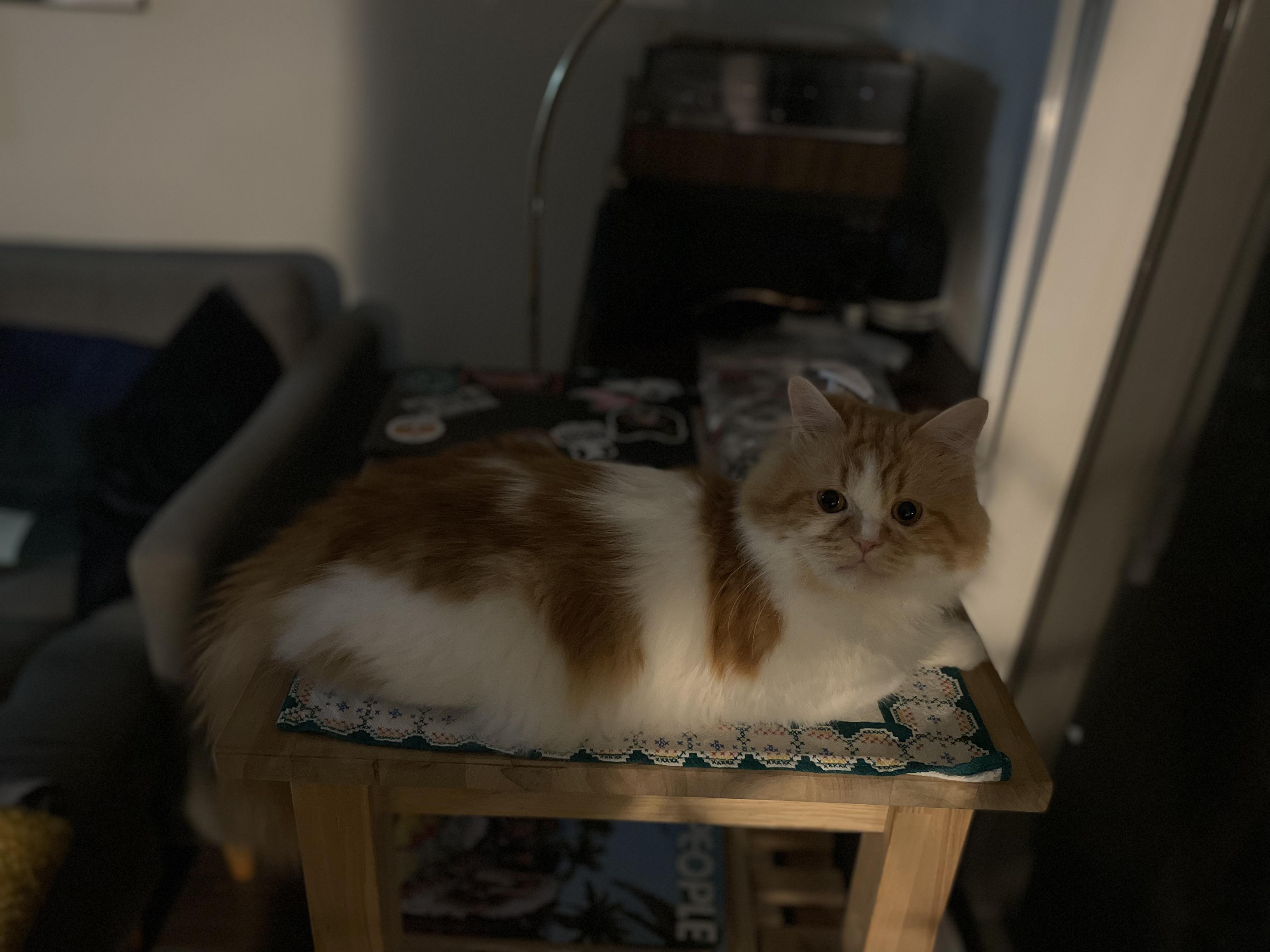 Enlarge Orange, an adoptable Persian in BURNABY, BC image 1/4