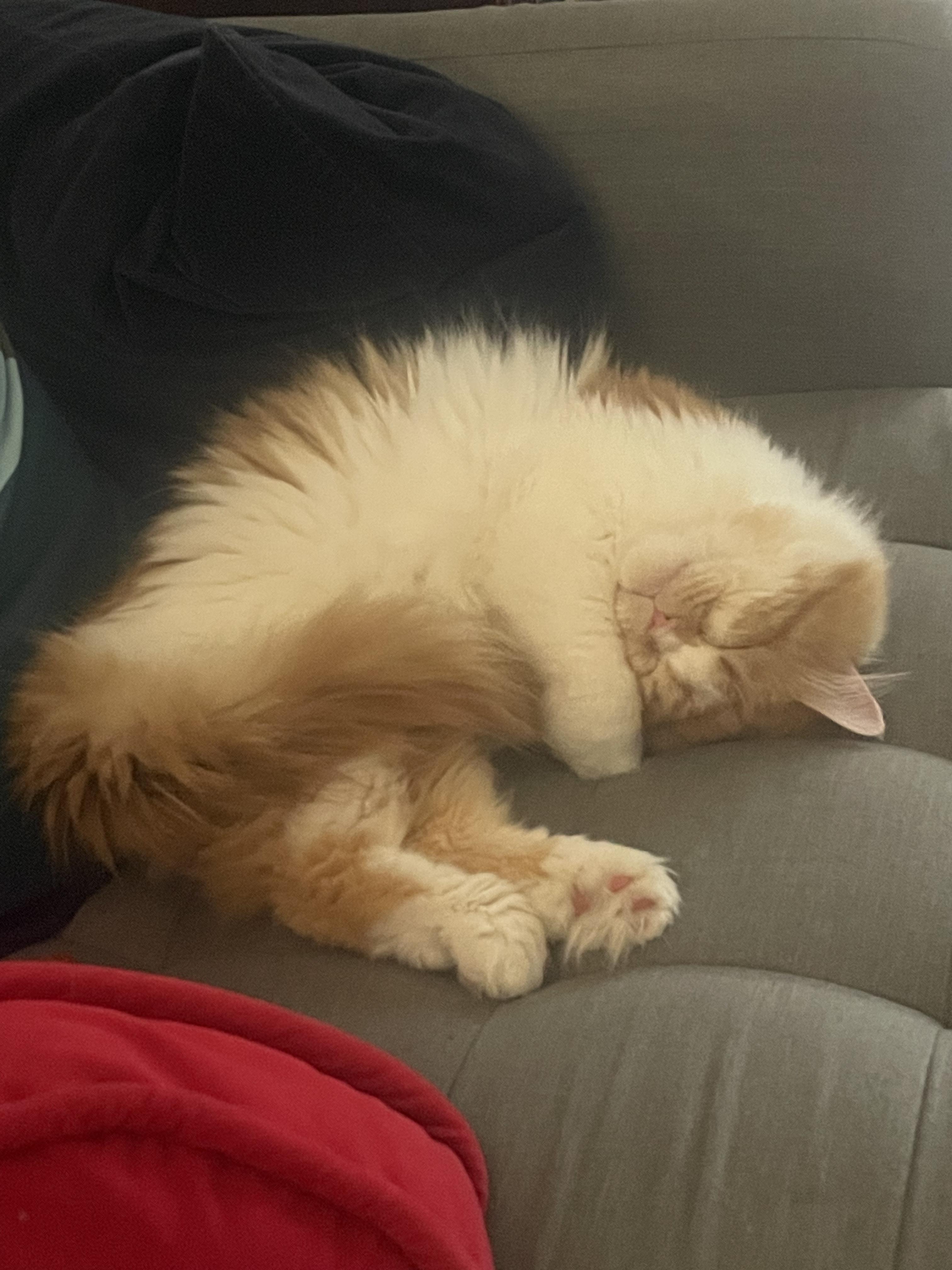 Enlarge Orange, an adoptable Persian in BURNABY, BC image 4/4