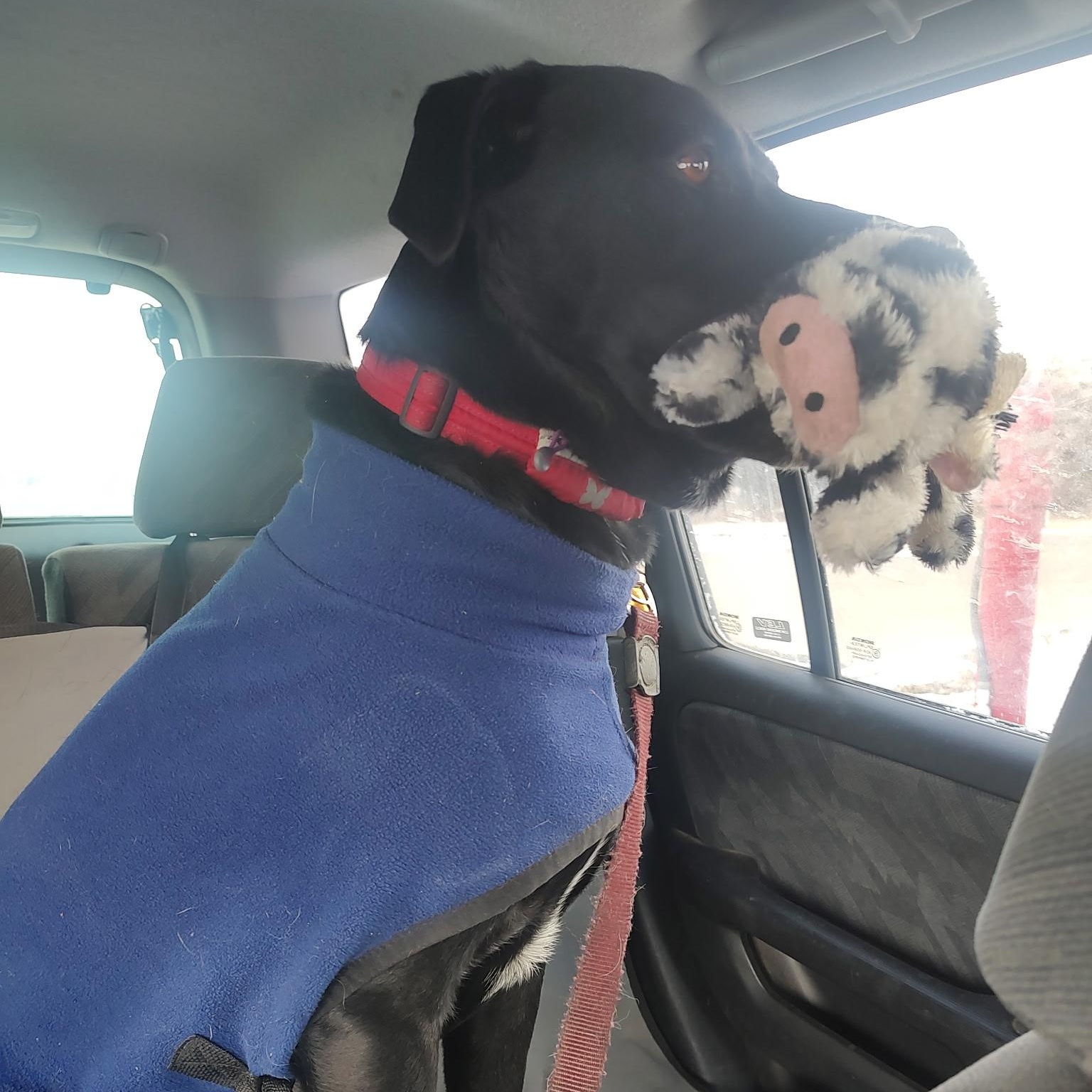 Mister, an adoptable Black Labrador Retriever in White Bear Lake, MN, 55110 | Photo Image 2