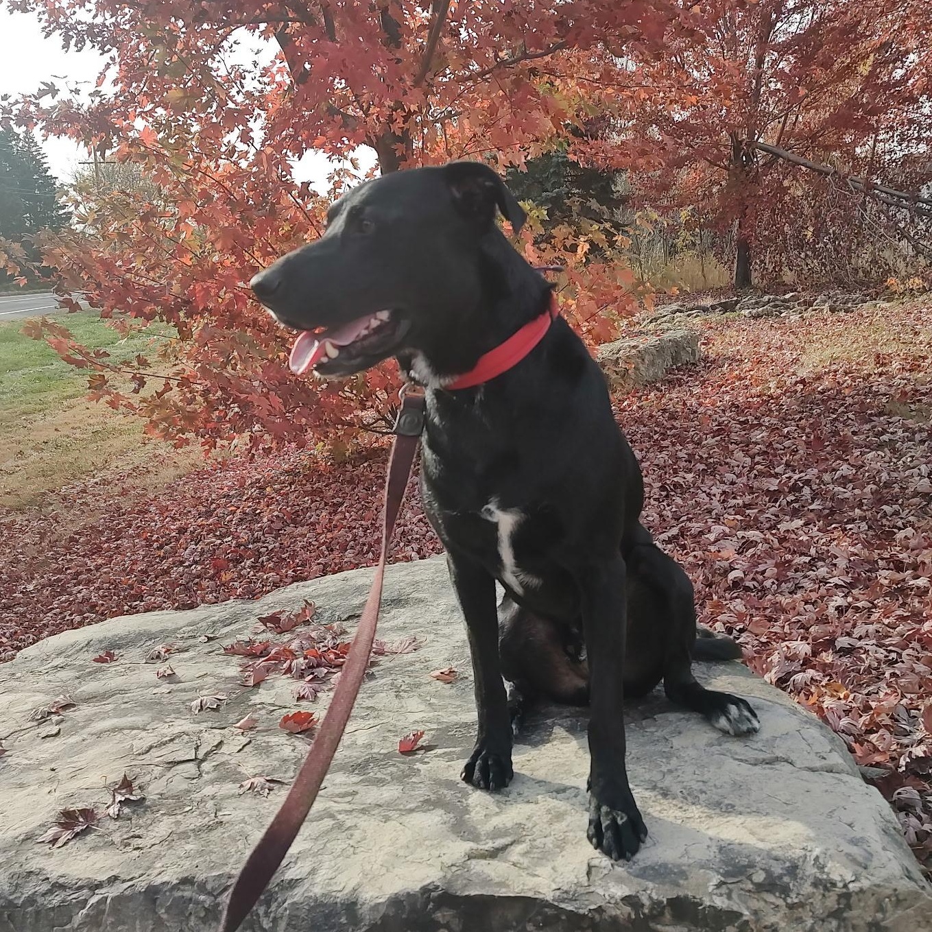 Mister, an adoptable Black Labrador Retriever in White Bear Lake, MN, 55110 | Photo Image 3