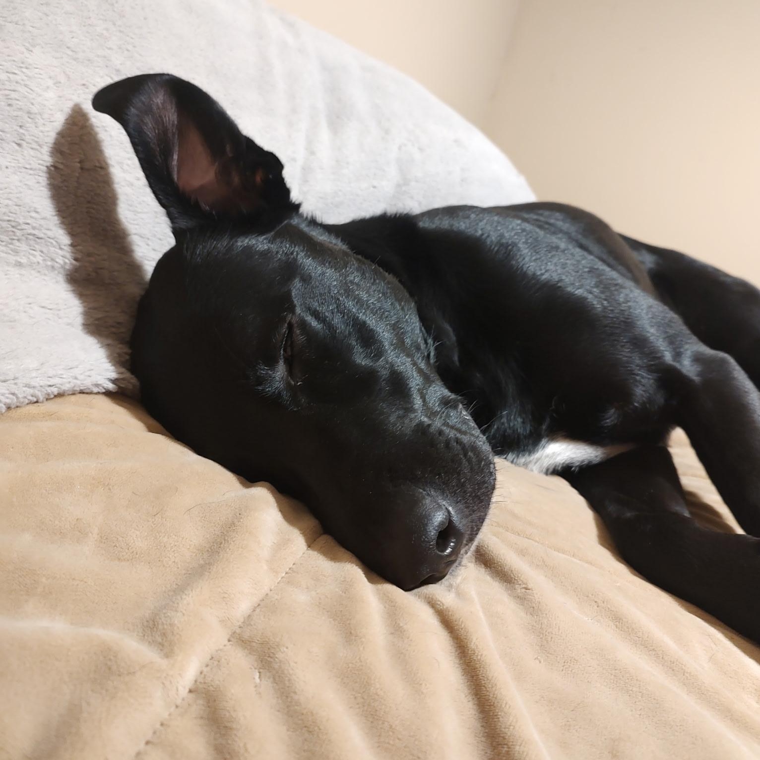 Mister, an adoptable Black Labrador Retriever in White Bear Lake, MN, 55110 | Photo Image 4