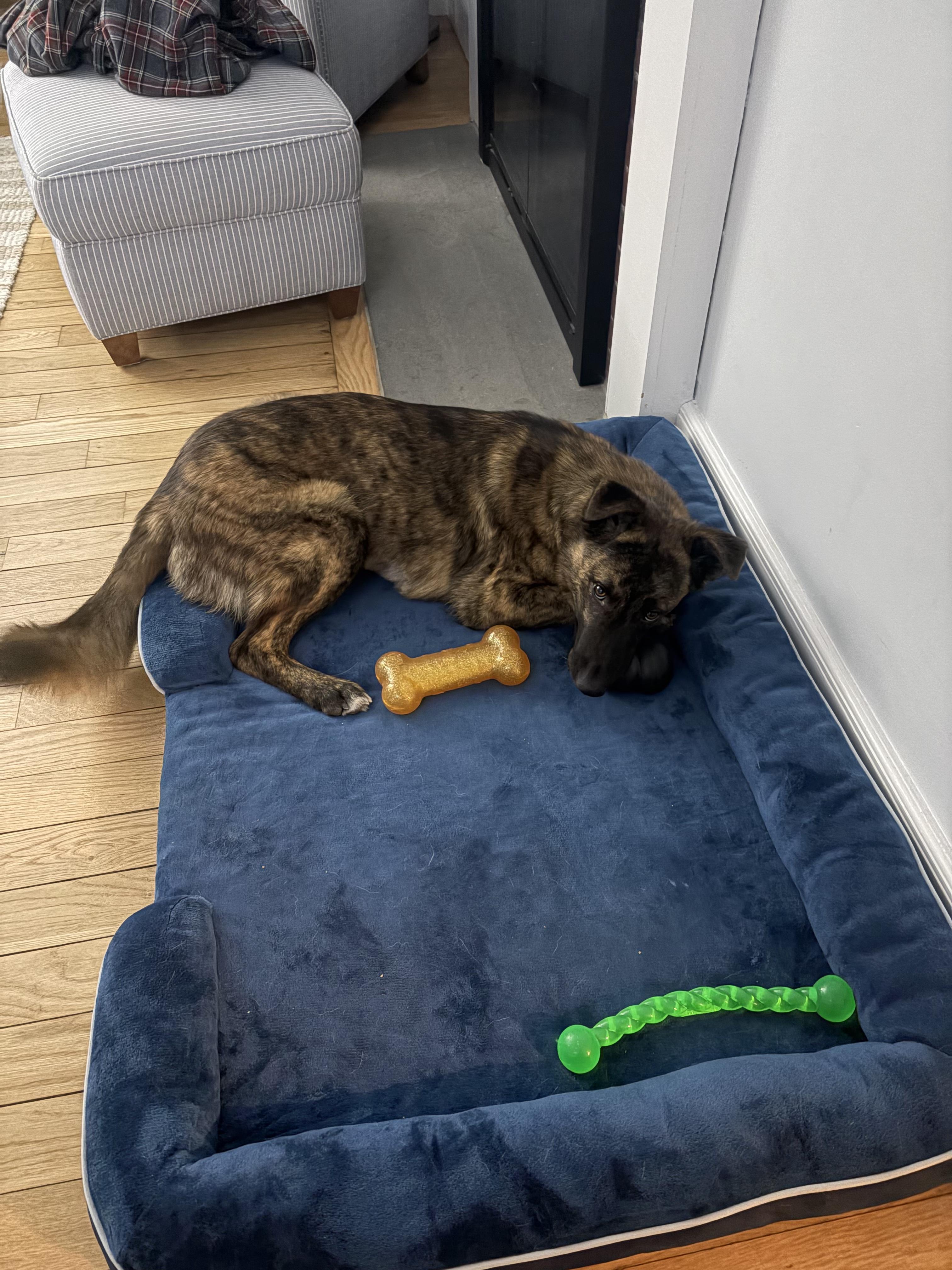 Floretta, adopted, Young Female Belgian Shepherd / Malinois.