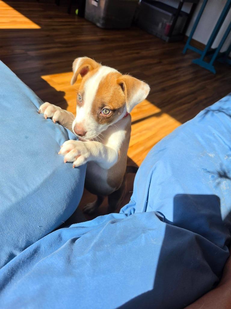 Enlarge Acadia- Red, a Adoptable Catahoula Leopard Dog in Charlotte, MI image 2/5