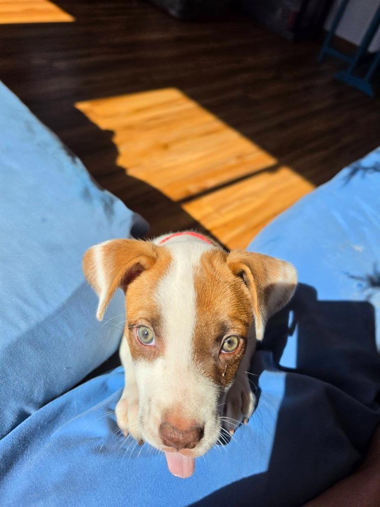 Enlarge Acadia- Red, a Adoptable Catahoula Leopard Dog in Charlotte, MI image 4/5