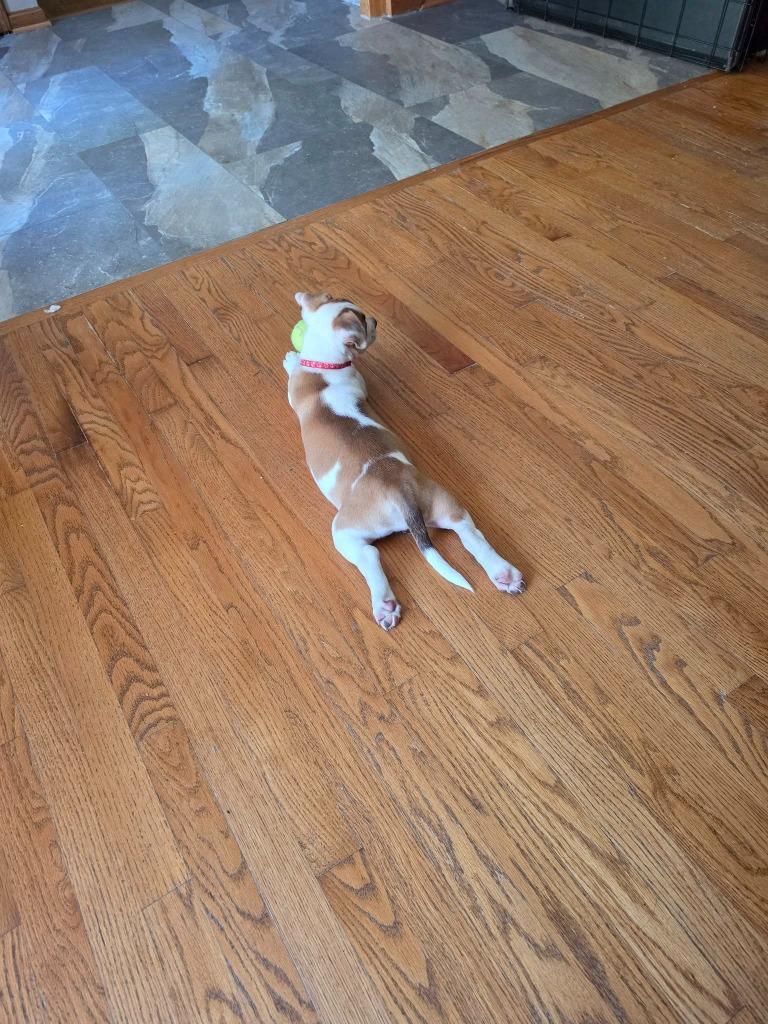 Enlarge Acadia- Red, a Adoptable Catahoula Leopard Dog in Charlotte, MI image 5/5