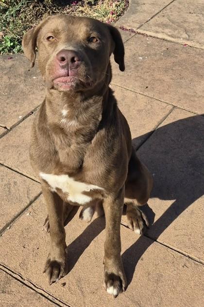 Rex, Adoptable, Young Male Retriever & Mixed Breed.
