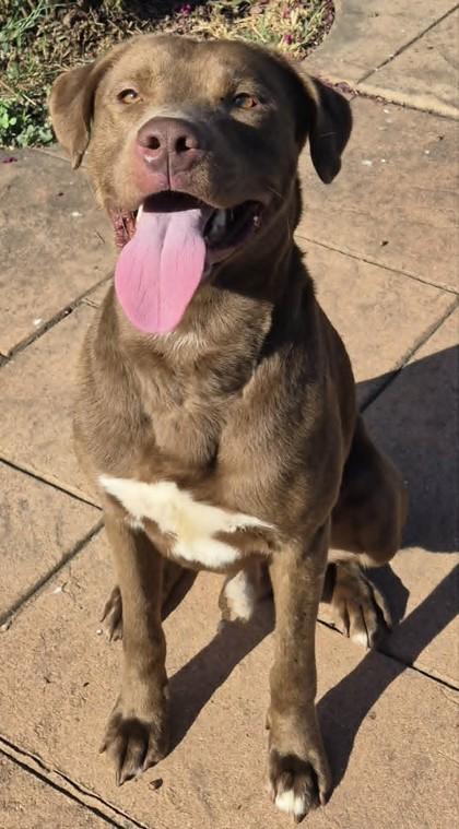 Enlarge Rex, a Adoptable mixed breed in Shreveport, LA image 2/3