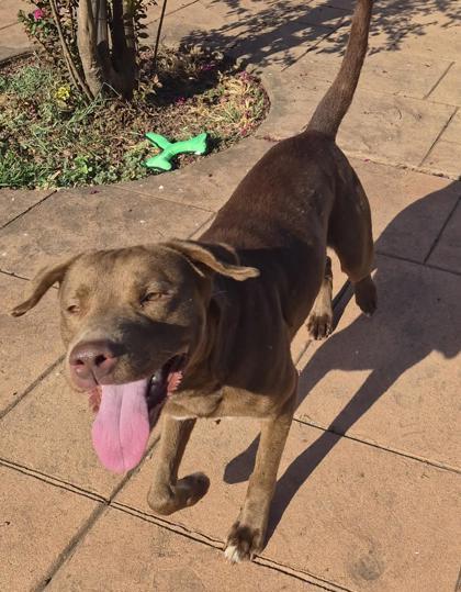 Enlarge Rex, a Adoptable mixed breed in Shreveport, LA image 3/3