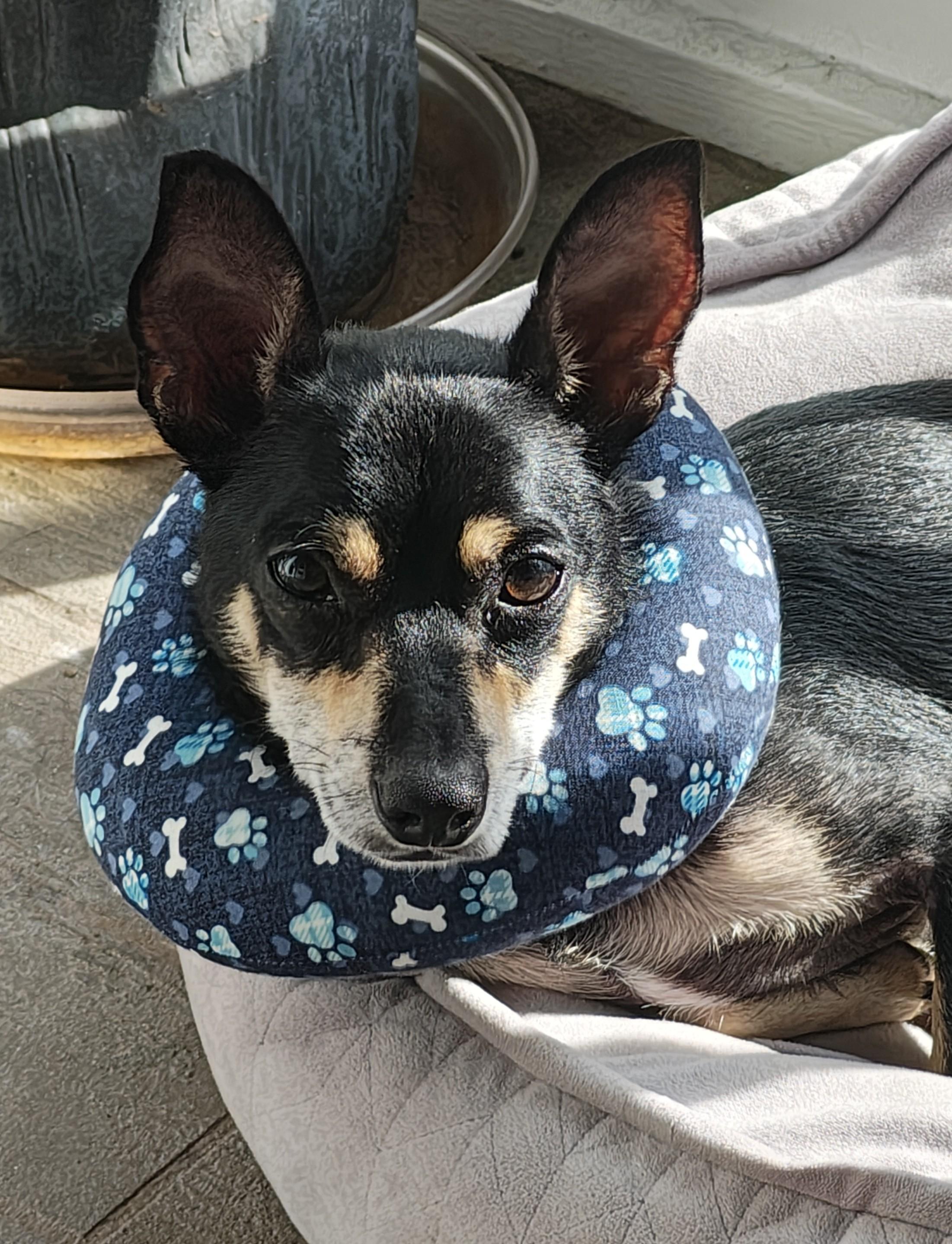 Enlarge PeeWee, a Adopted mixed breed in Wilmington, NC image 2/2