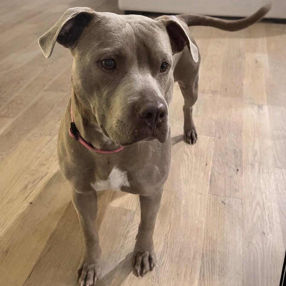 Jellybean — thumbnail 2