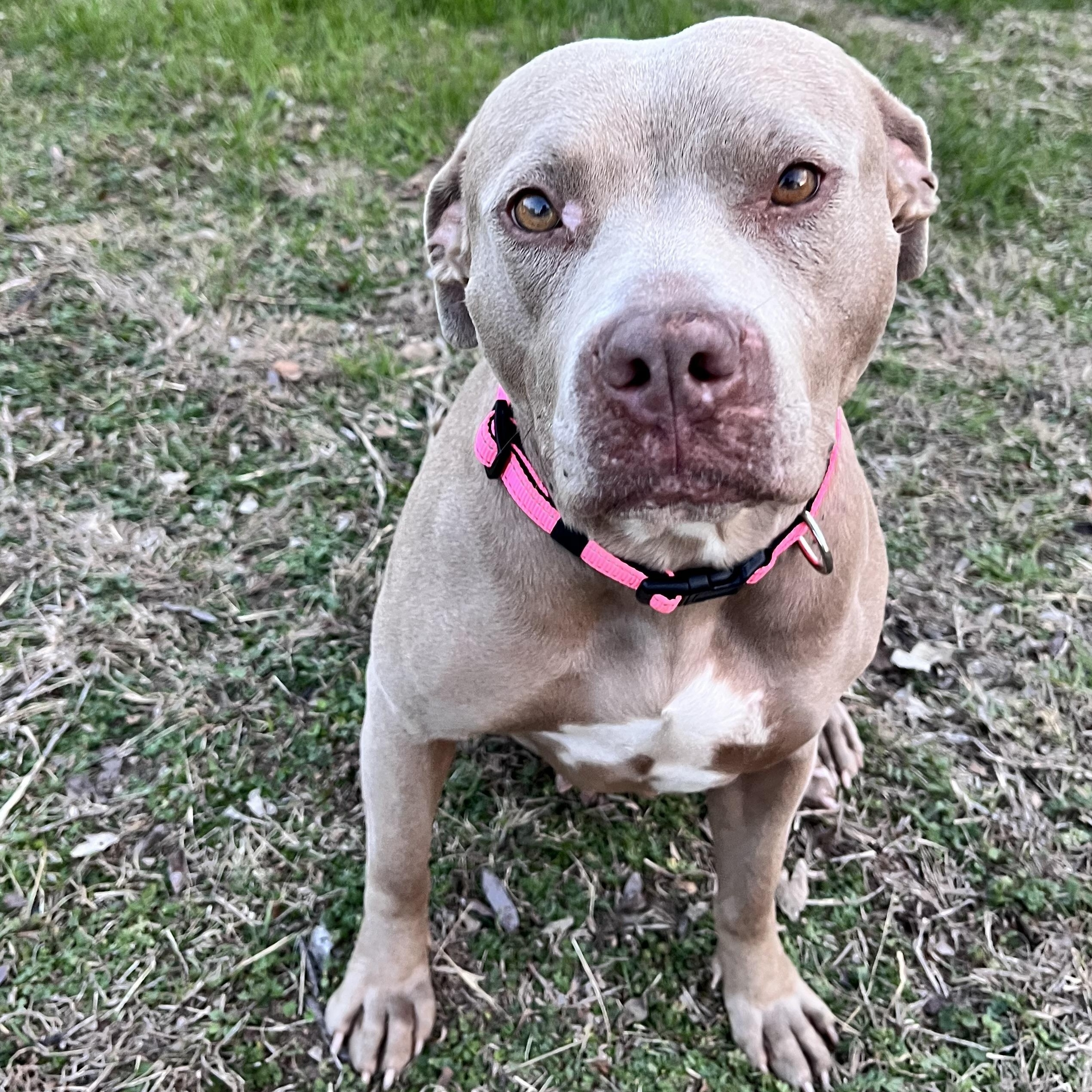 Jellybean — thumbnail 6