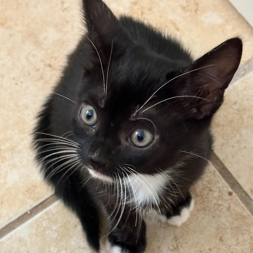 Arthur, a Adoptable Domestic Short Hair in Atlanta, GA image 6/6