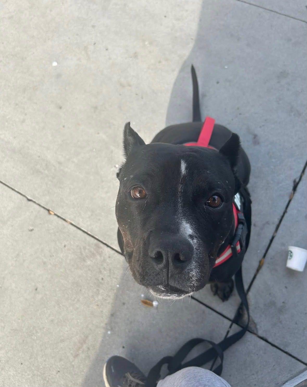 Enlarge Lola, a Adoptable American Bully in Coarsegold, CA image 2/4