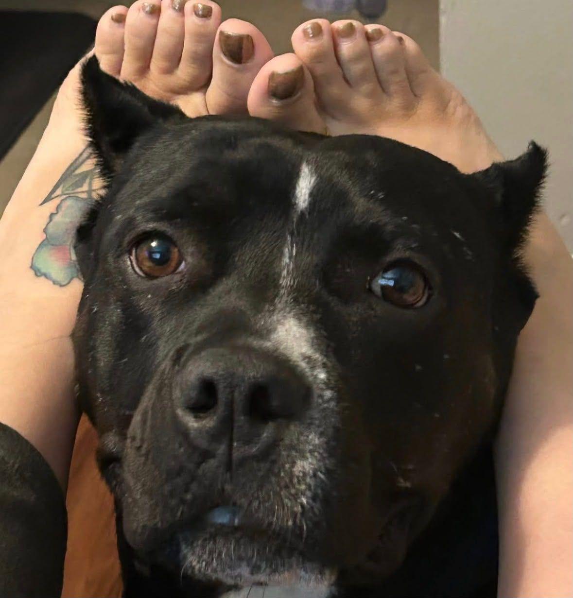Enlarge Lola, a Adoptable American Bully in Coarsegold, CA image 1/4
