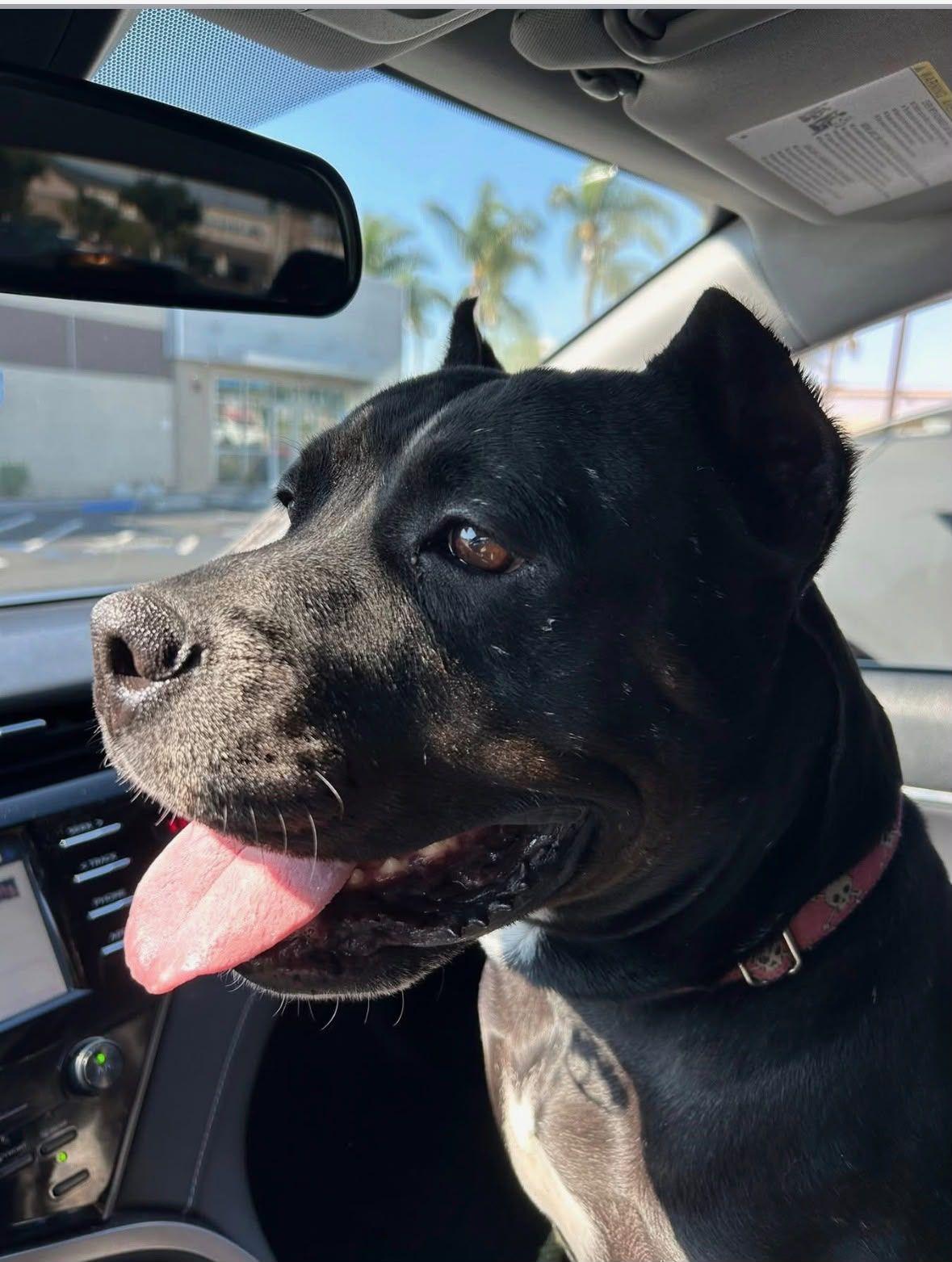 Enlarge Lola, a Adoptable American Bully in Coarsegold, CA image 3/4
