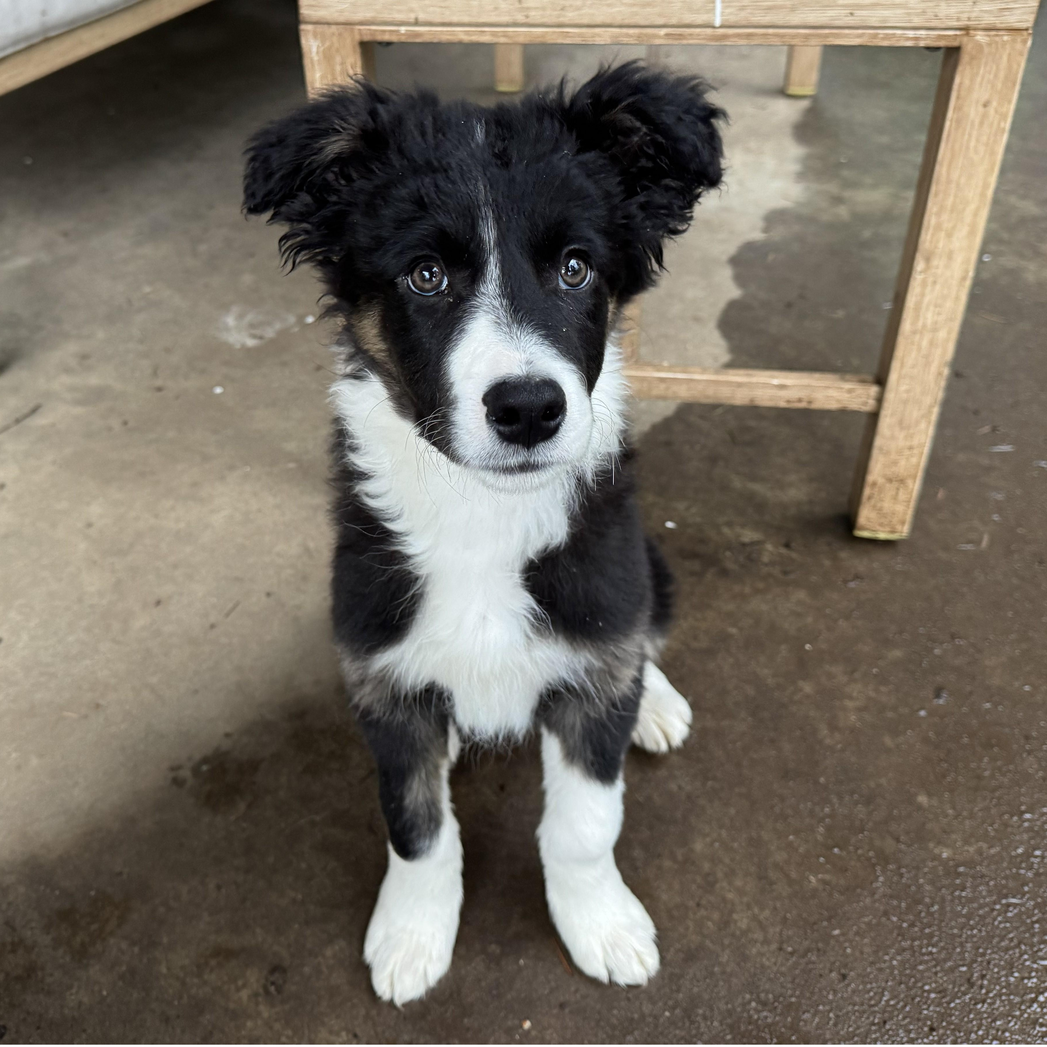 Enlarge Leo, an adopted Border Collie in Vancouver, WA image 5/6