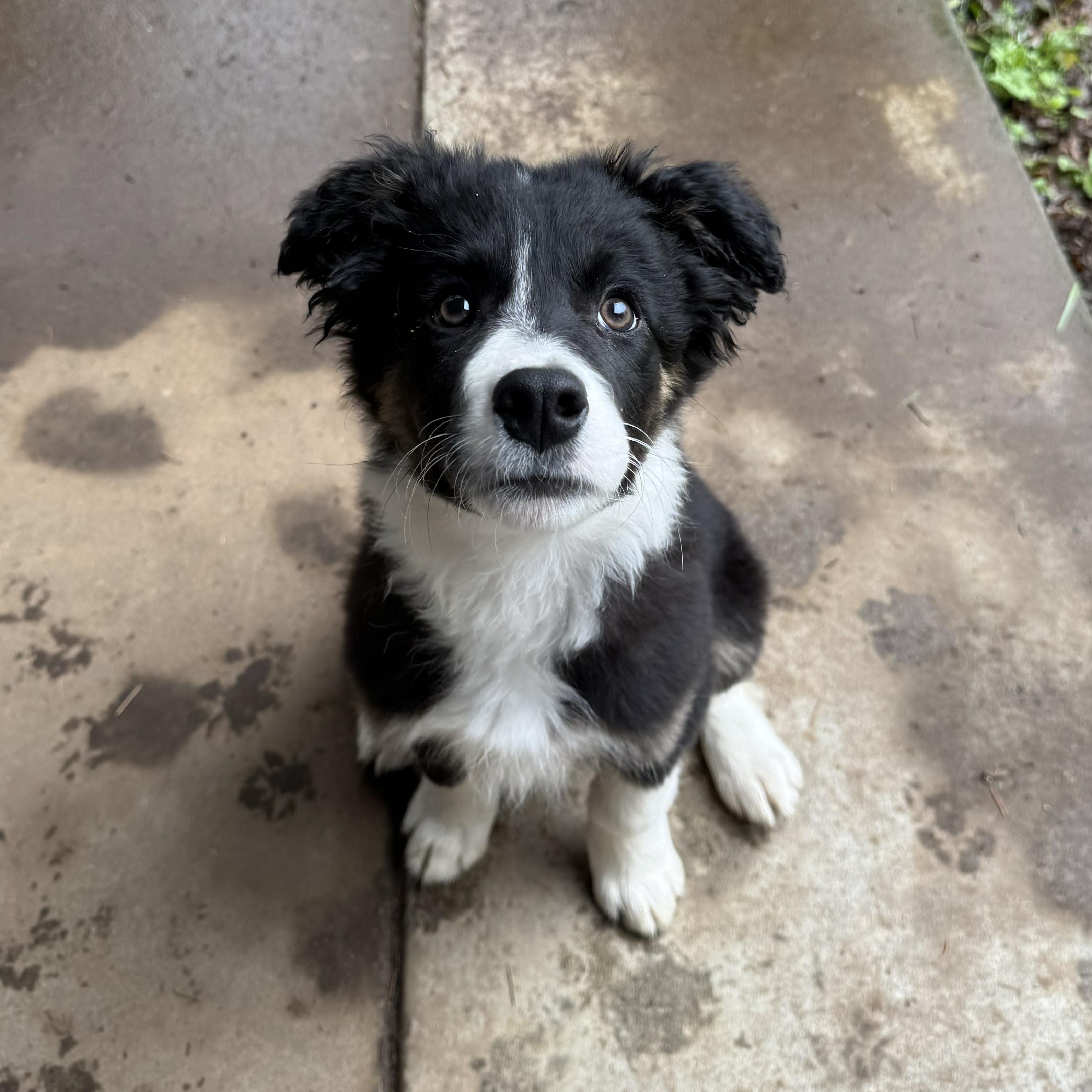 Leo, adopted, Puppy Male Border Collie.