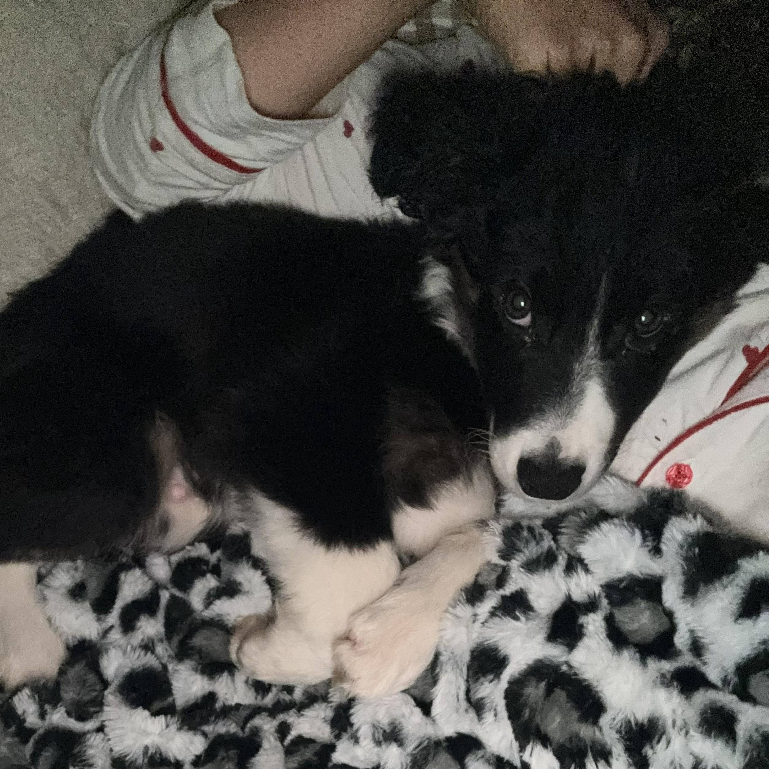 Enlarge Leo, an adopted Border Collie in Vancouver, WA image 6/6