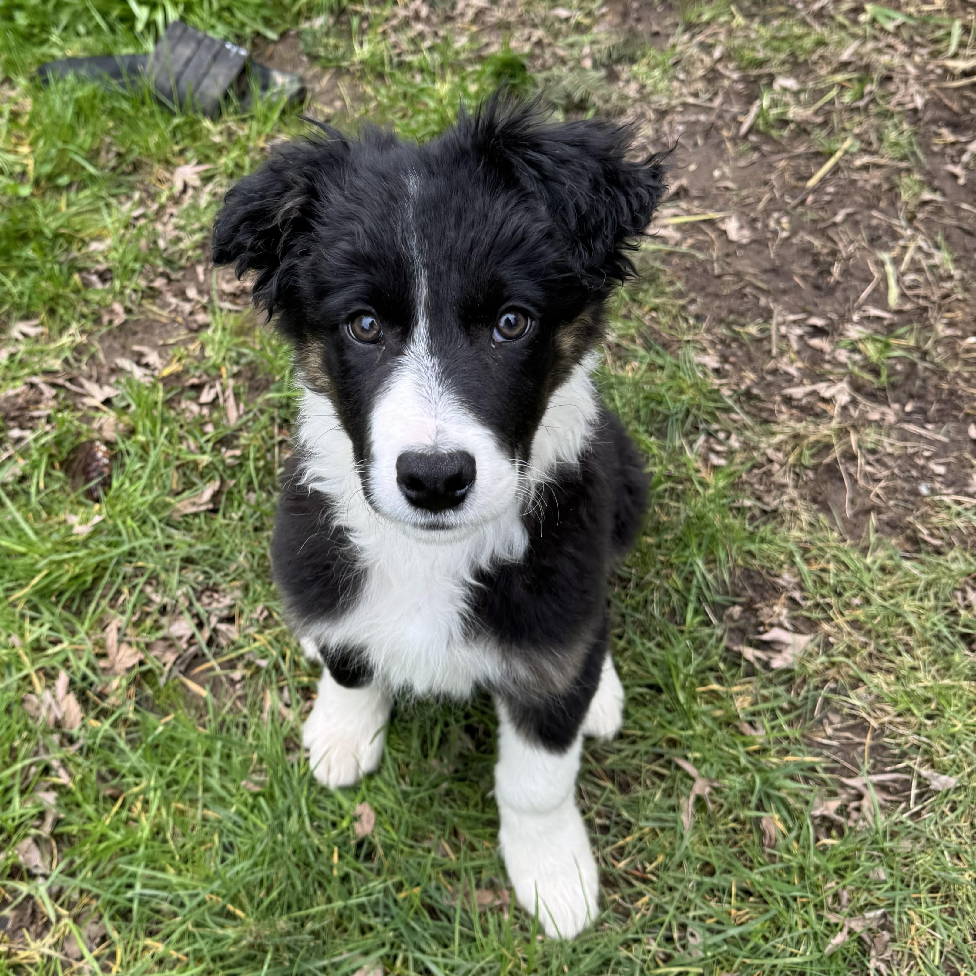 Enlarge Leo, an adopted Border Collie in Vancouver, WA image 3/6