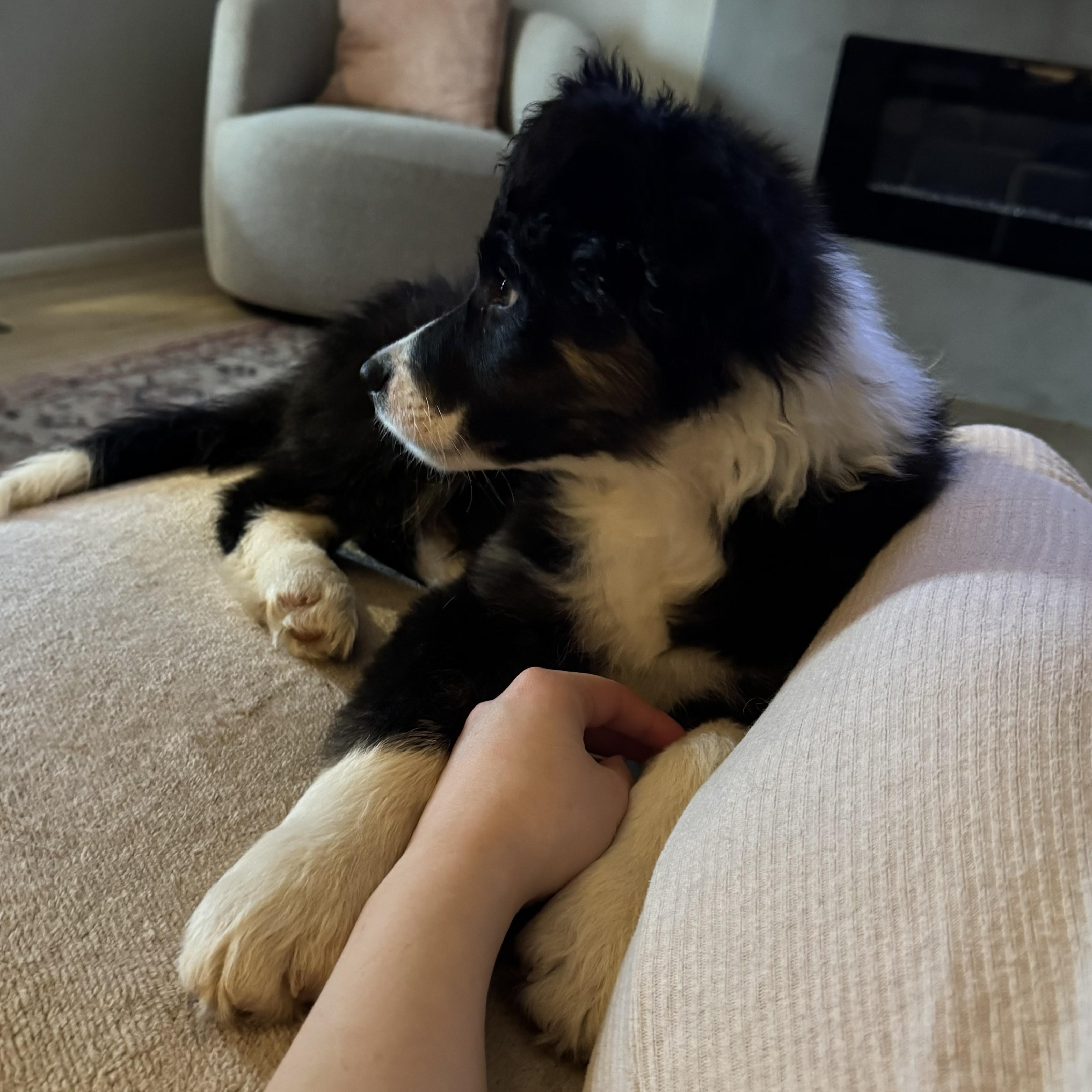 Enlarge Leo, an adopted Border Collie in Vancouver, WA image 4/6