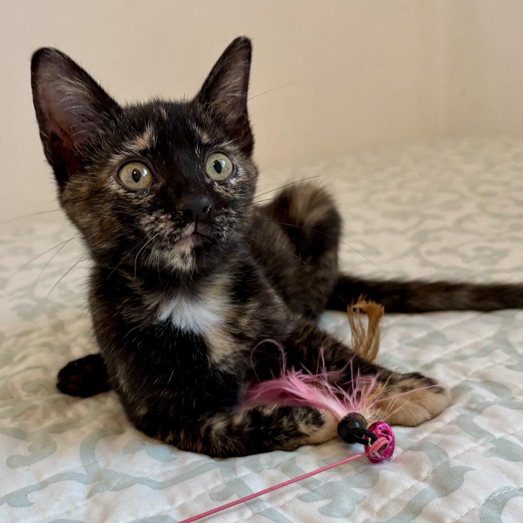 Nina, a Adoptable Domestic Short Hair in Morristown, NJ image 1/3