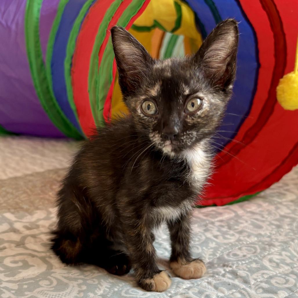 Nina, a Adoptable Domestic Short Hair in Morristown, NJ image 2/3