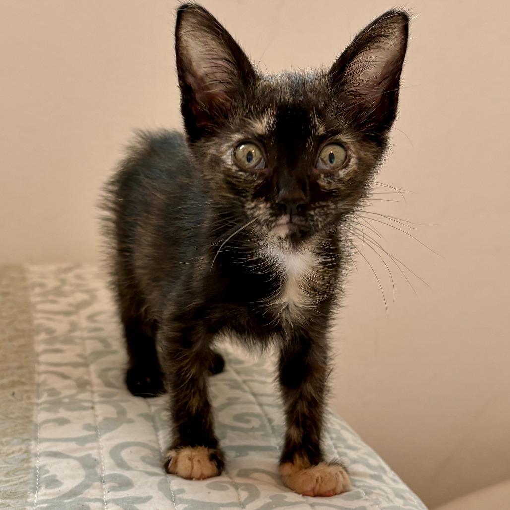 Nina, a Adoptable Domestic Short Hair in Morristown, NJ image 3/3