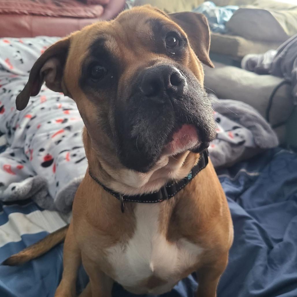 Bull Grizzly thumbnail 5