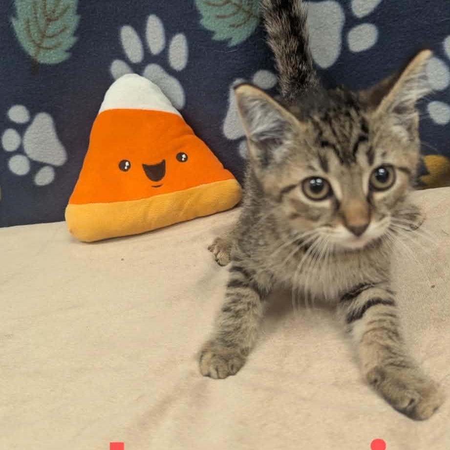 Enlarge Journi, a Adopted Domestic Short Hair in Logan, OH image 1/1
