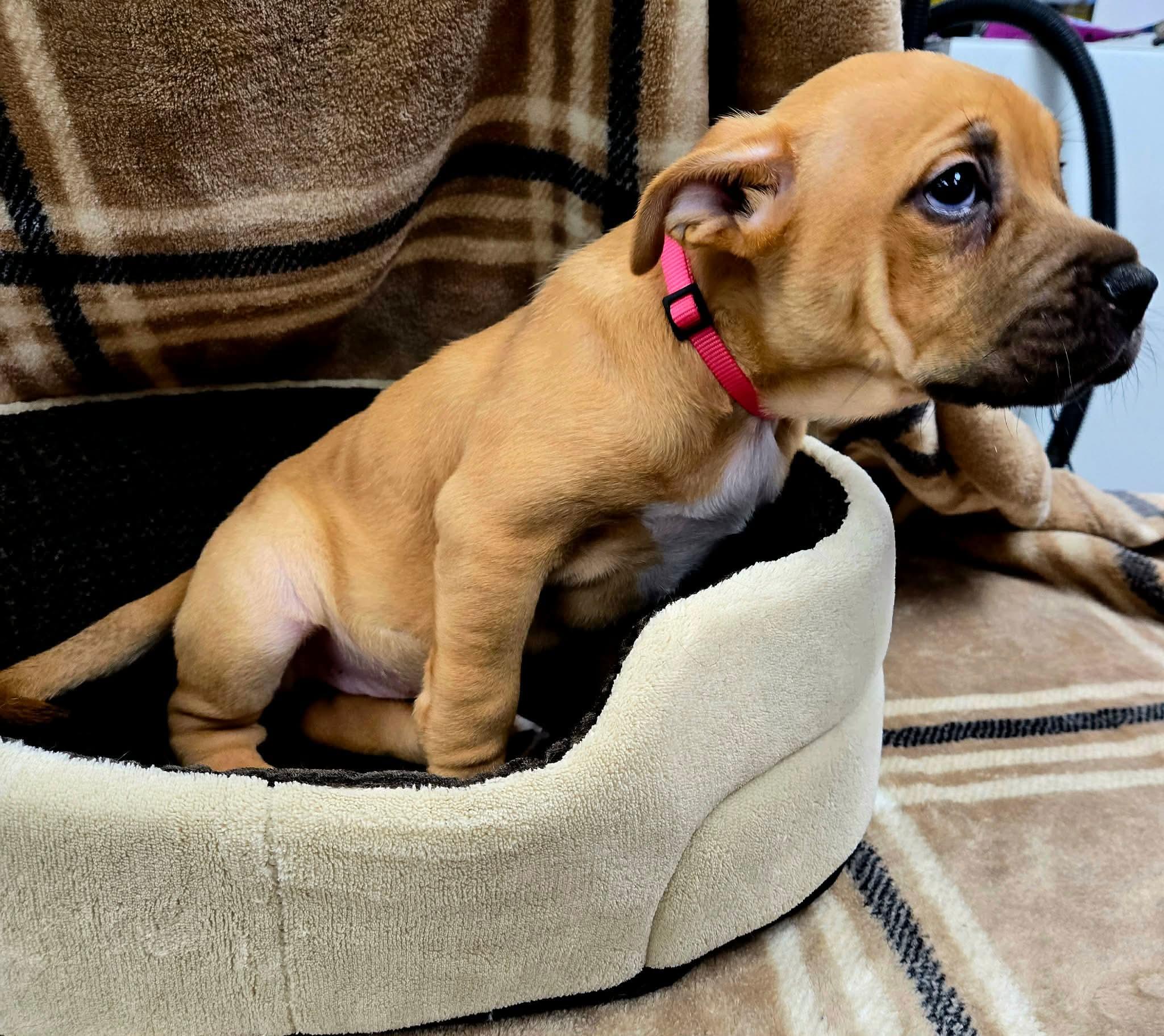 Enlarge Lucy, a ADOPTABLE mixed breed in North Olmsted, OH image 2/3