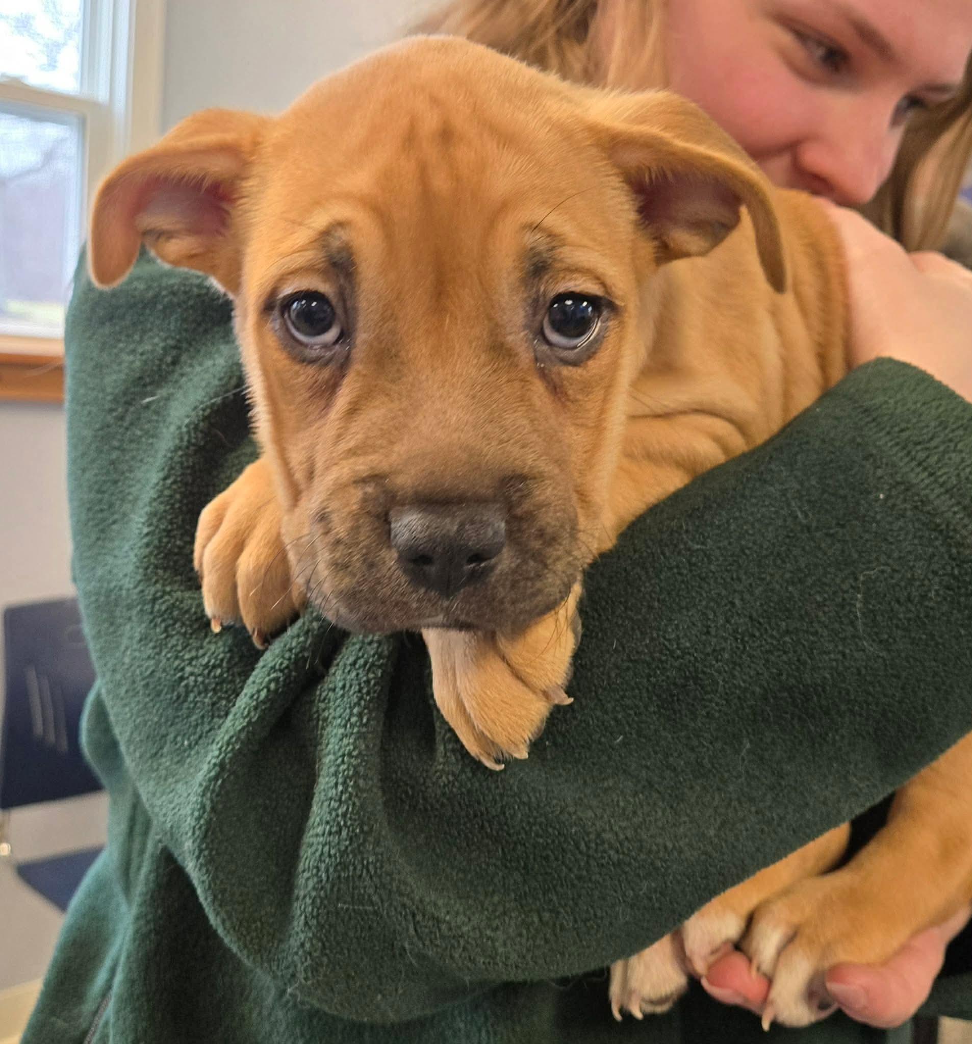 Enlarge Lucy, a ADOPTABLE mixed breed in North Olmsted, OH image 1/3
