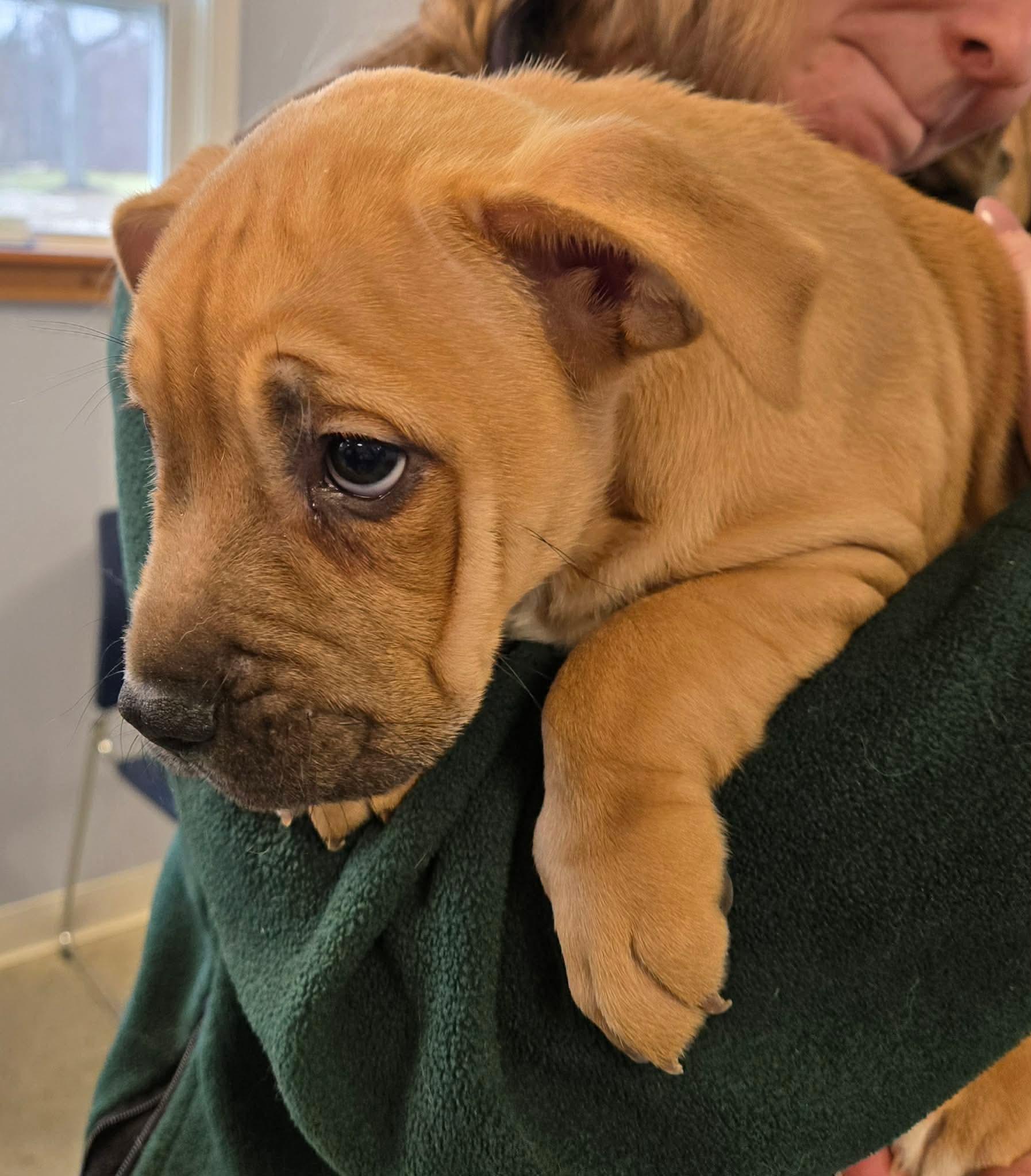 Enlarge Lucy, a ADOPTABLE mixed breed in North Olmsted, OH image 3/3