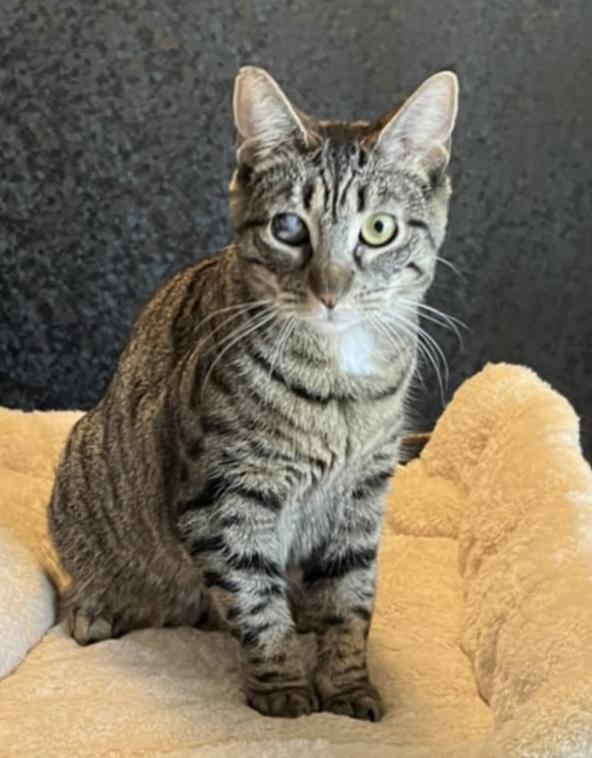 Henley, a Adoptable Domestic Short Hair in East Hanover, NJ image 2/2