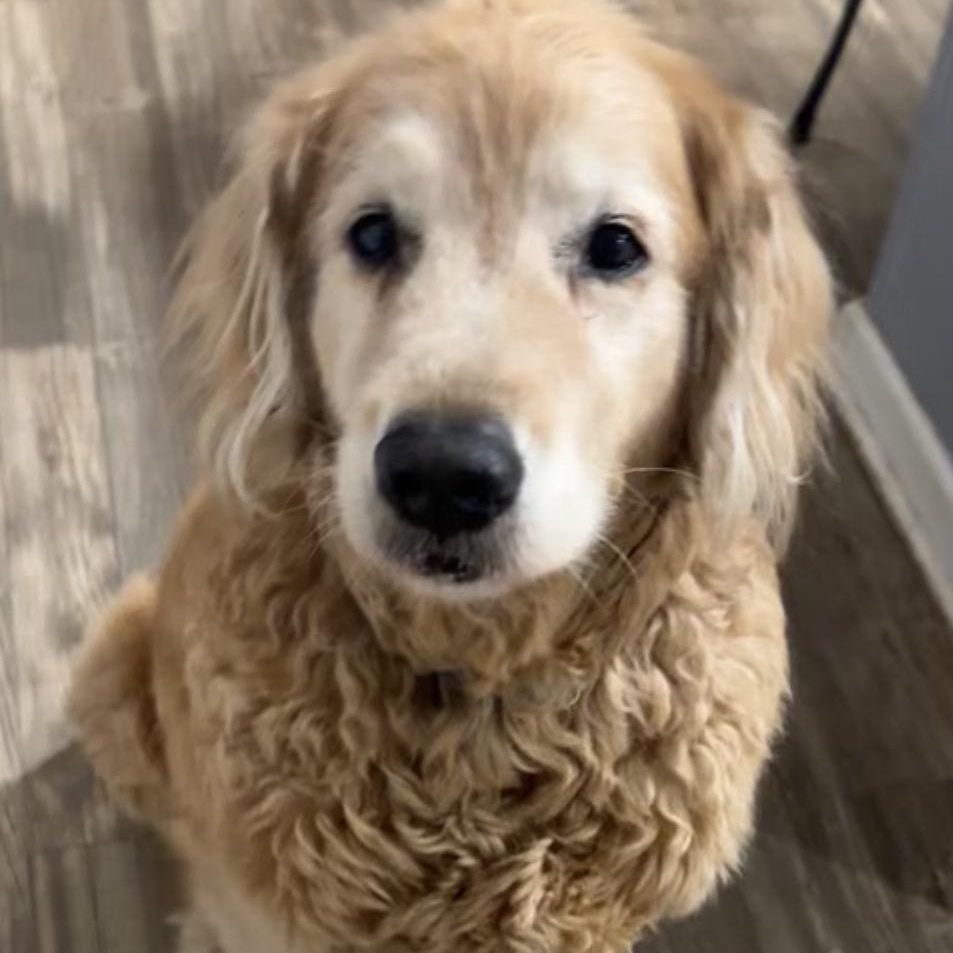 Scooter, ADOPTABLE, Senior Male Goldendoodle & Golden Retriever.